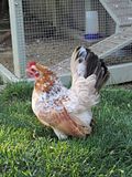 Chicks009.jpg image by Finnigan1